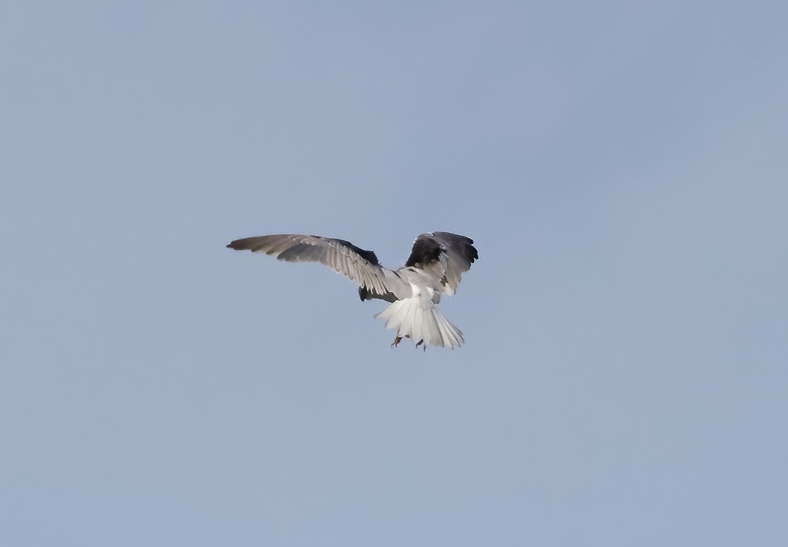Black-shouldered Kite - ML621188751
