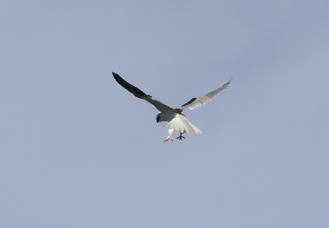 Black-shouldered Kite - ML621188752