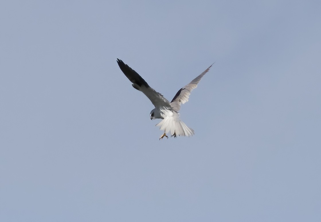 Black-shouldered Kite - ML621188753