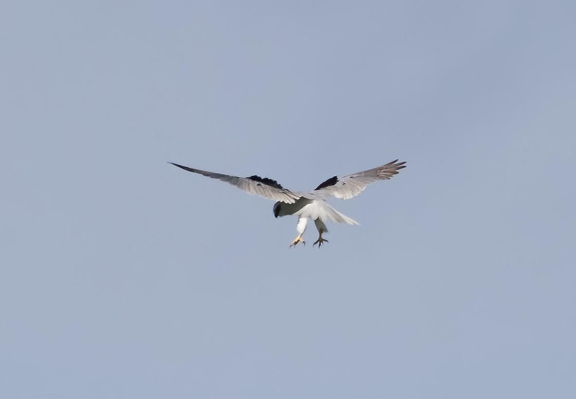 Black-shouldered Kite - ML621188754