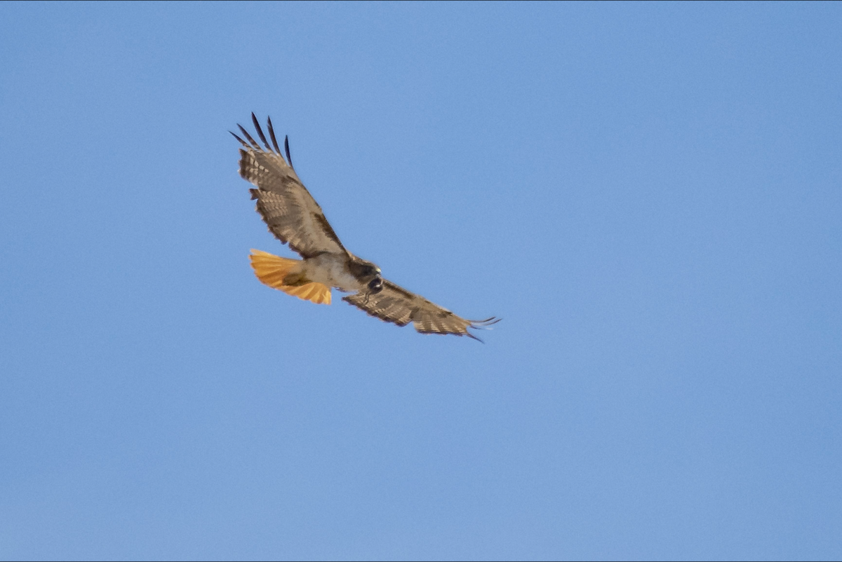 Red-tailed Hawk - ML621188759