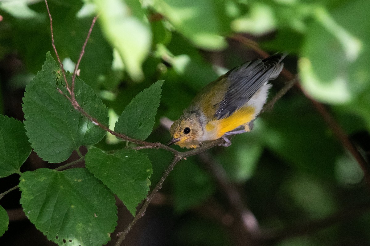 Prothonotary Warbler - Noah Yoder