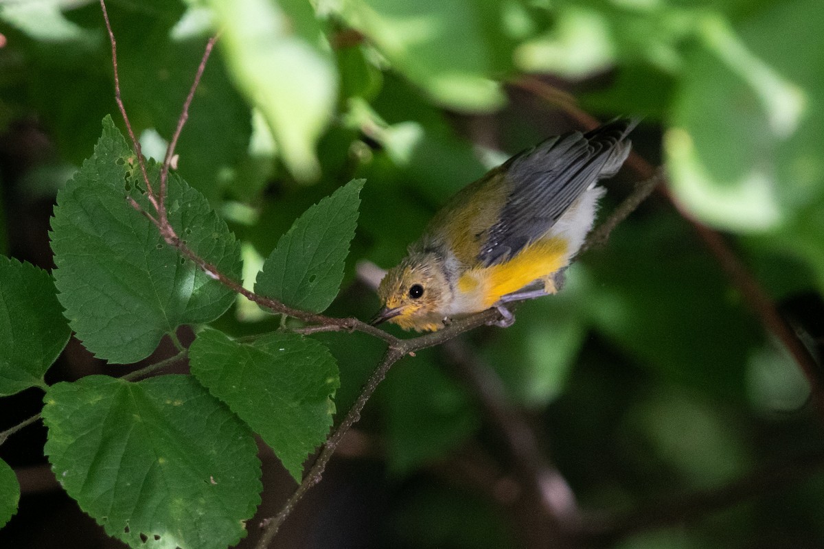 Prothonotary Warbler - ML621188775