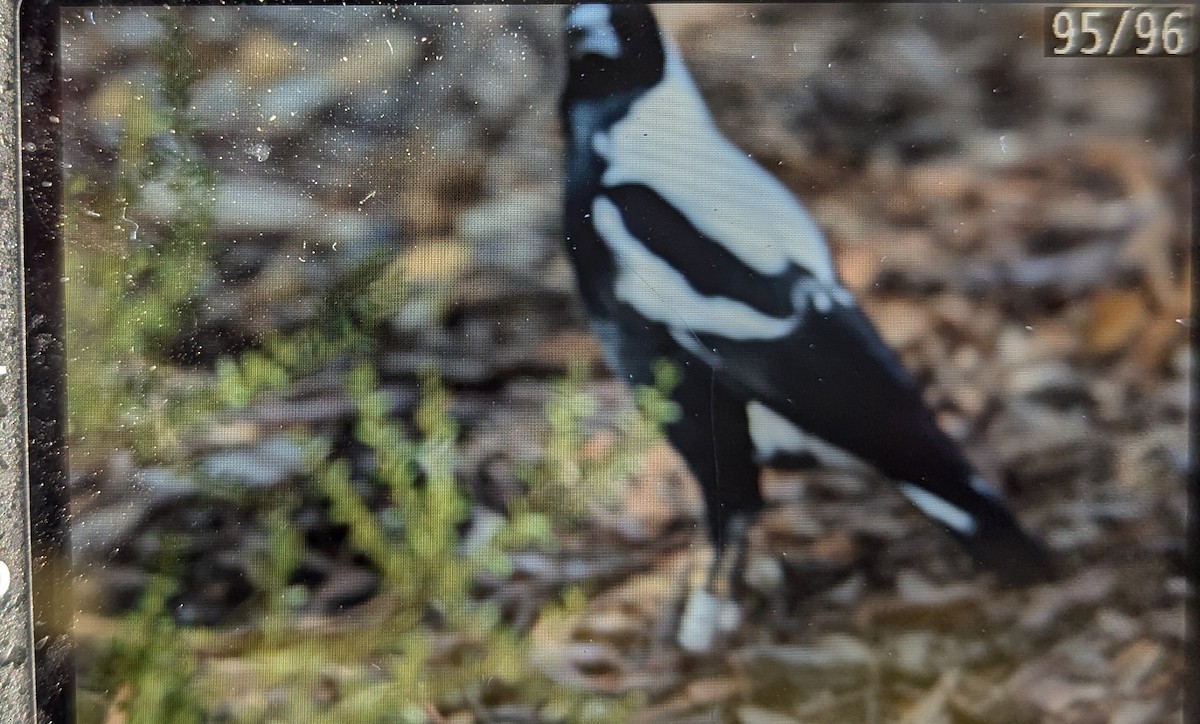 Australian Magpie (White-backed) - ML621188793