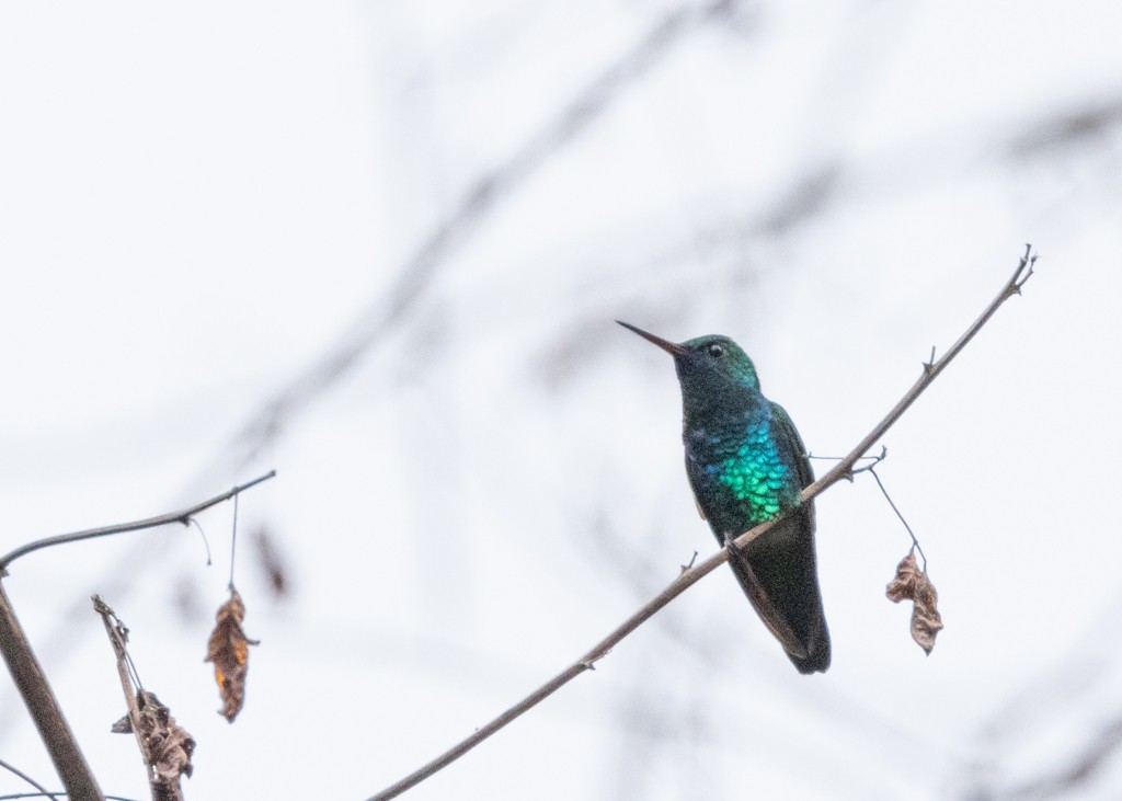 Blue-tailed Emerald - ML621188798