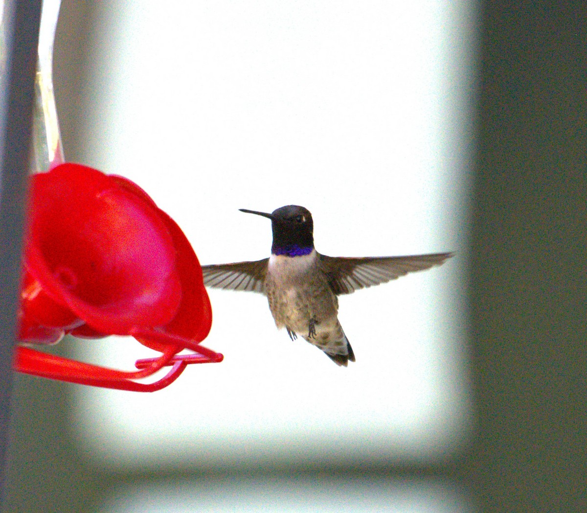 Black-chinned Hummingbird - ML621188802