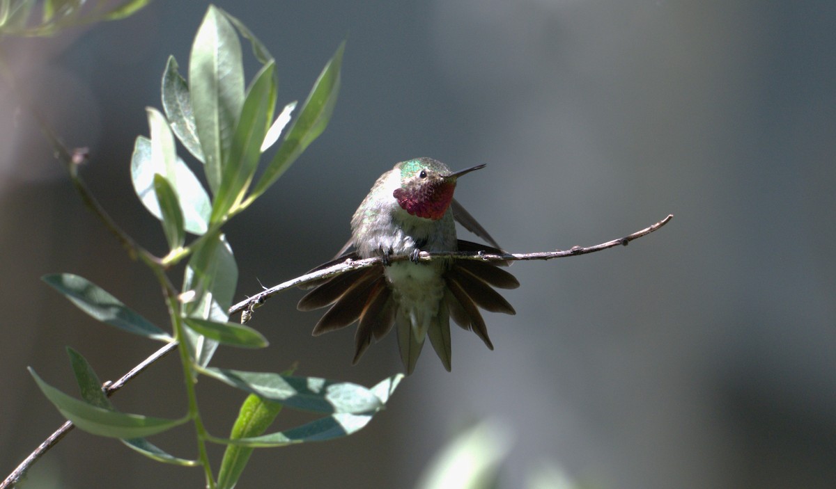 Rufous Hummingbird - ML621188804