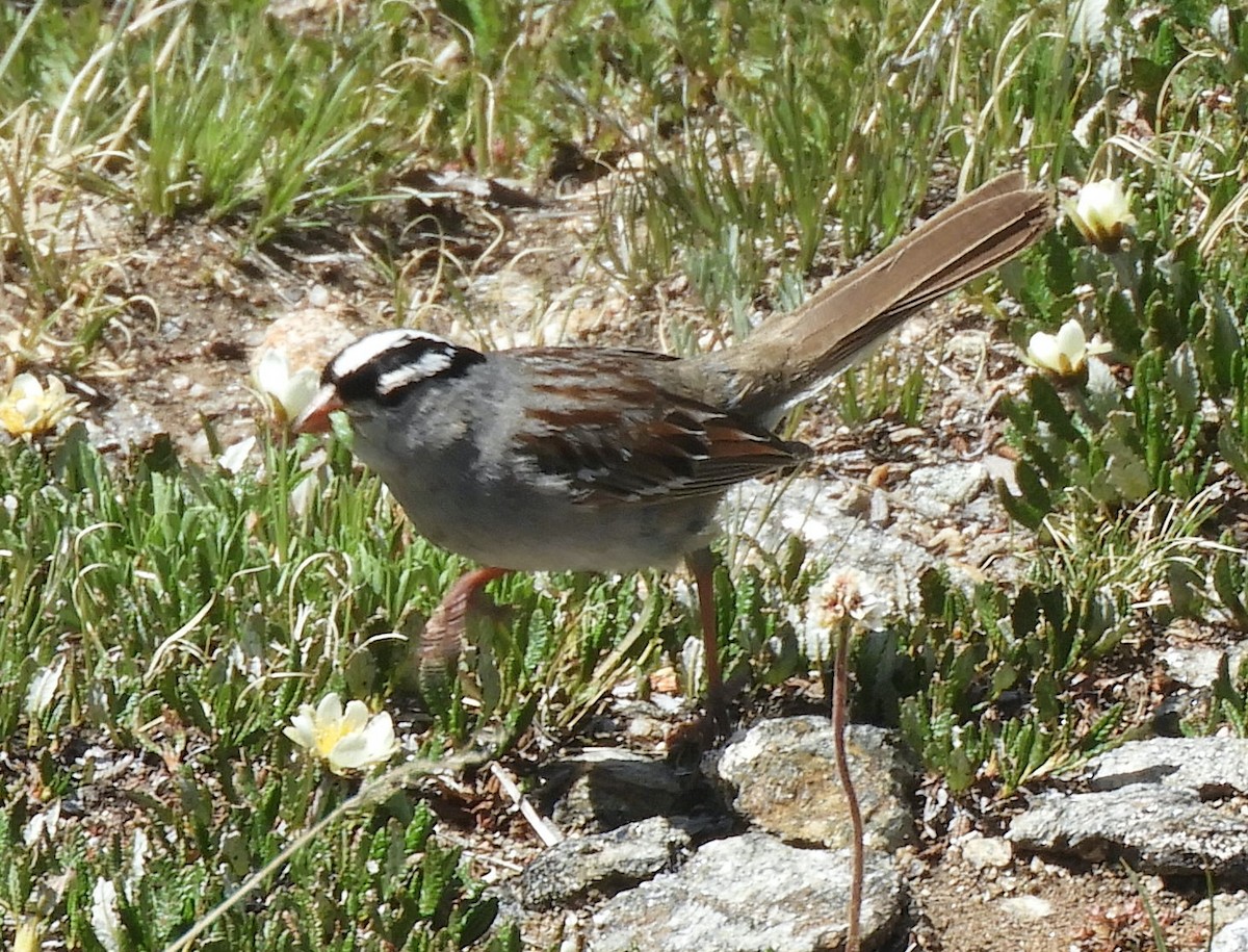 White-crowned Sparrow - ML621188808
