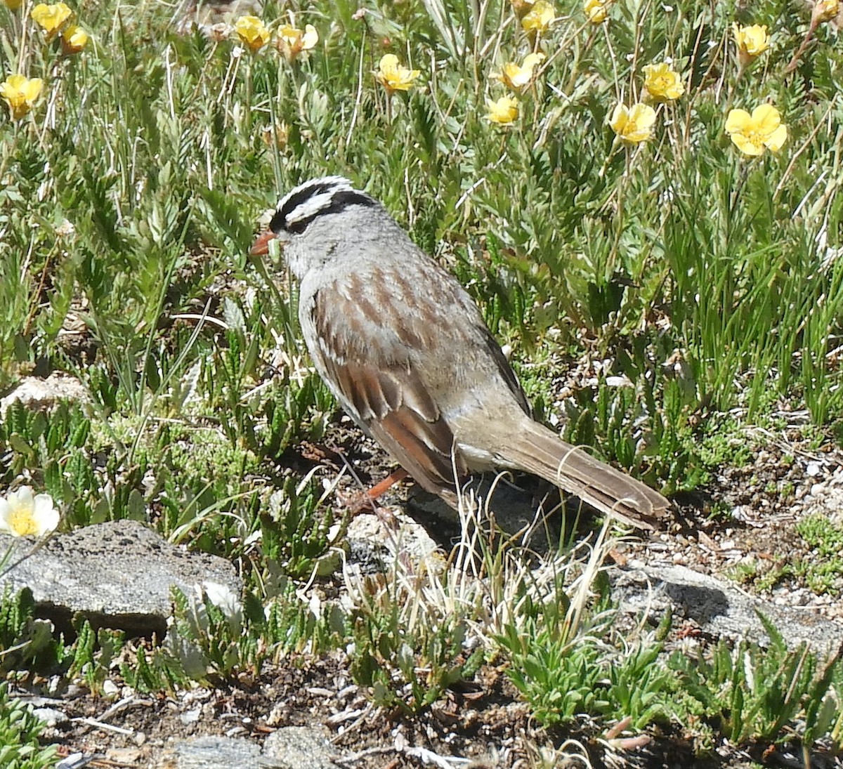 White-crowned Sparrow - ML621188809