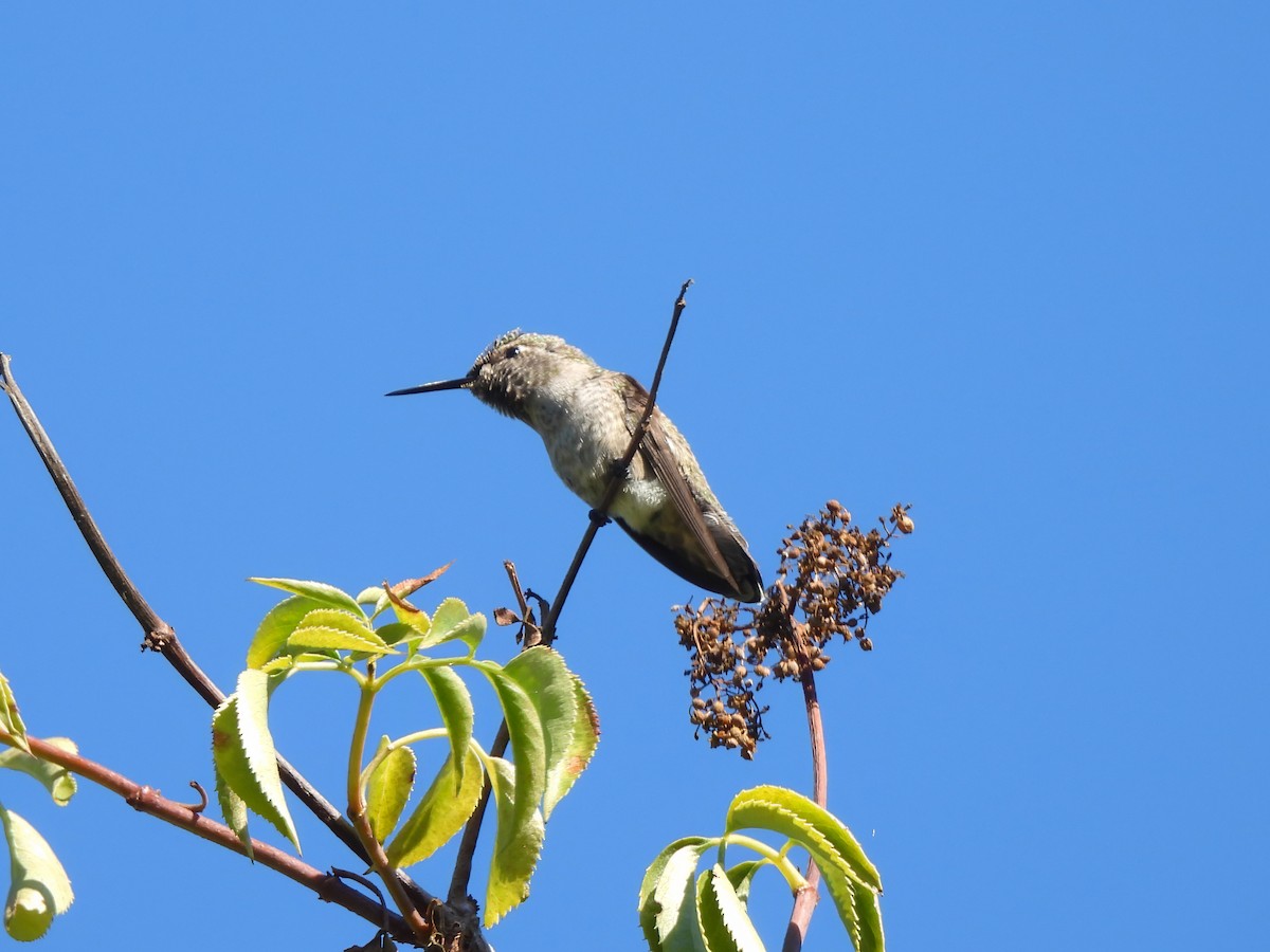 Anna's Hummingbird - ML621188824