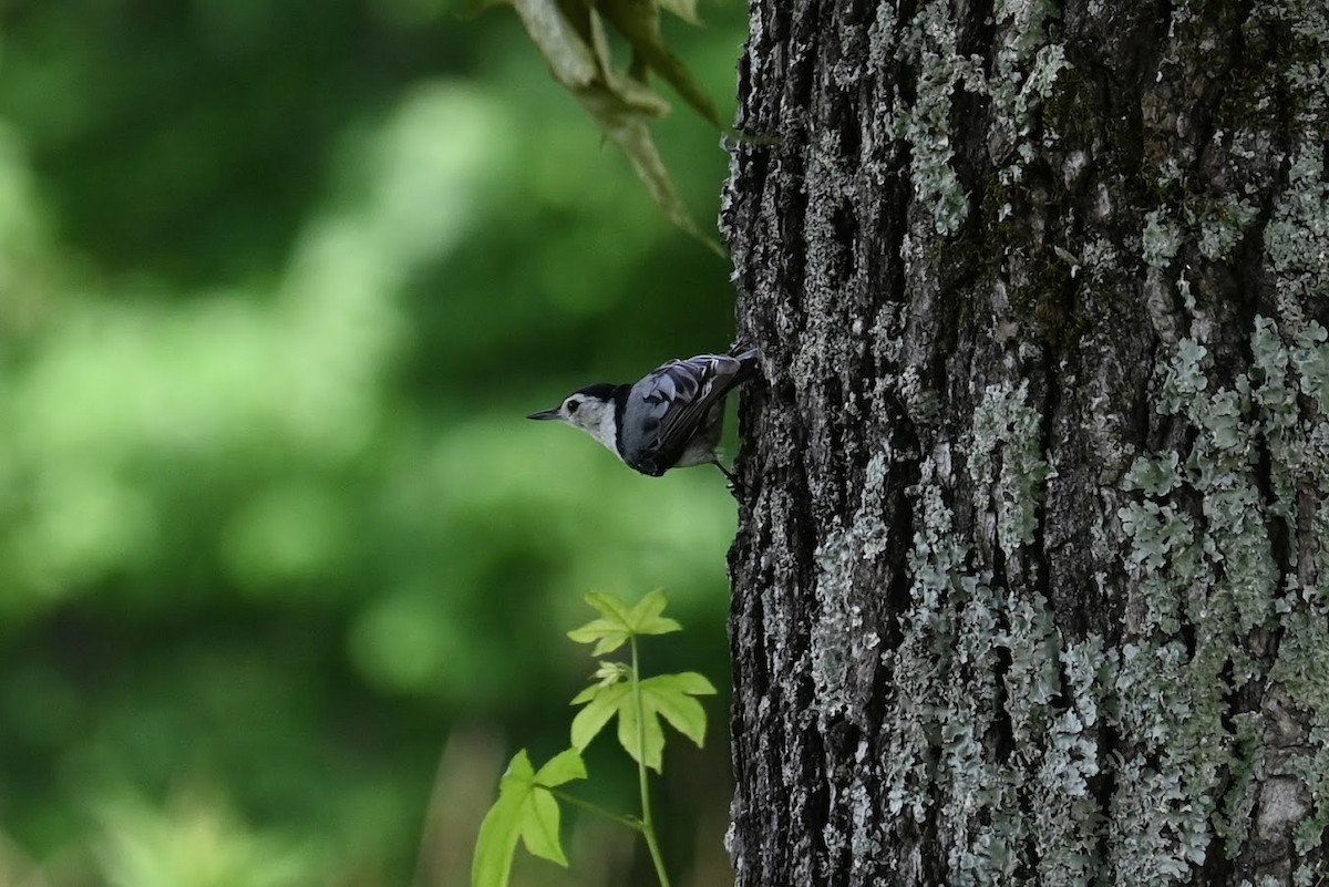 White-breasted Nuthatch - ML621188828