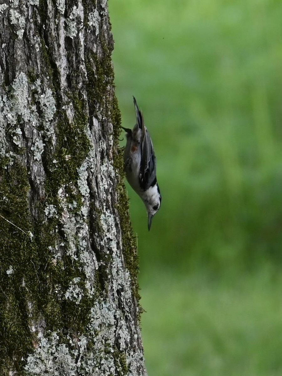 White-breasted Nuthatch - ML621188829