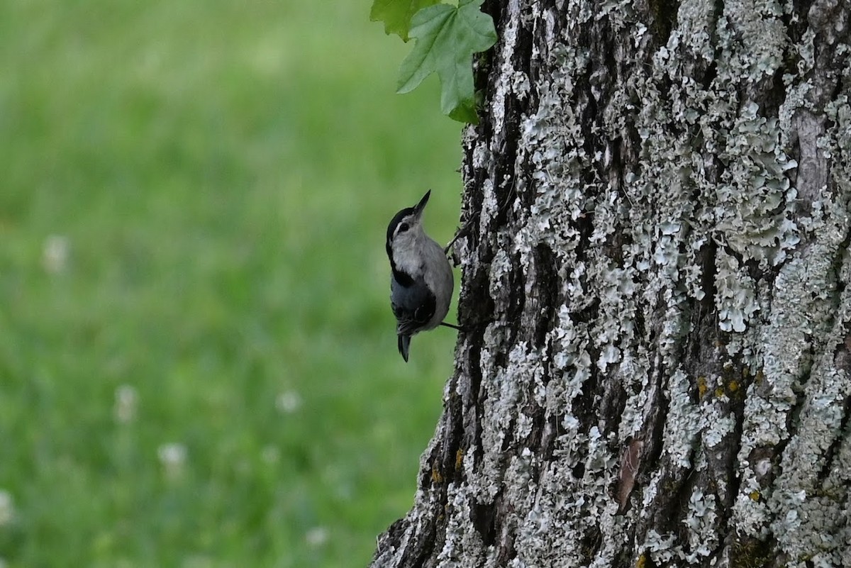 White-breasted Nuthatch - ML621188830