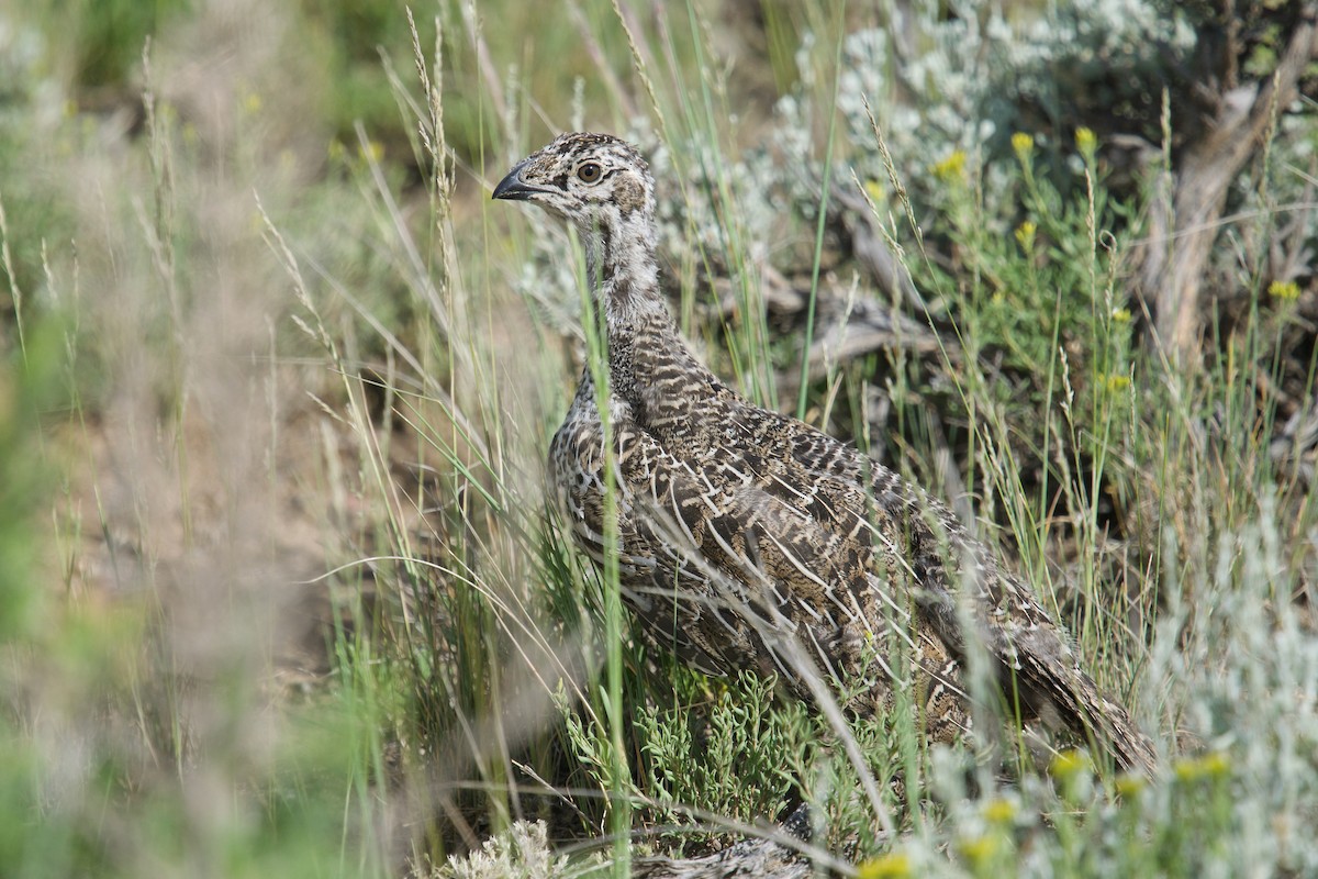 Greater Sage-Grouse - ML621188838