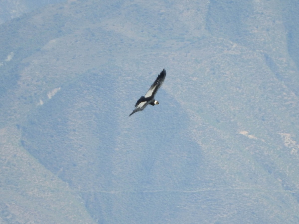 Andean Condor - ML621188840