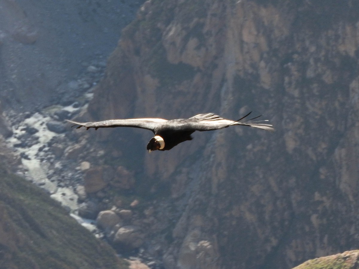 Andean Condor - ML621188841