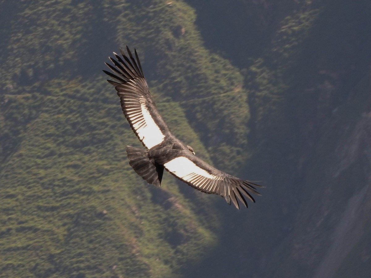 Condor des Andes - ML621188842
