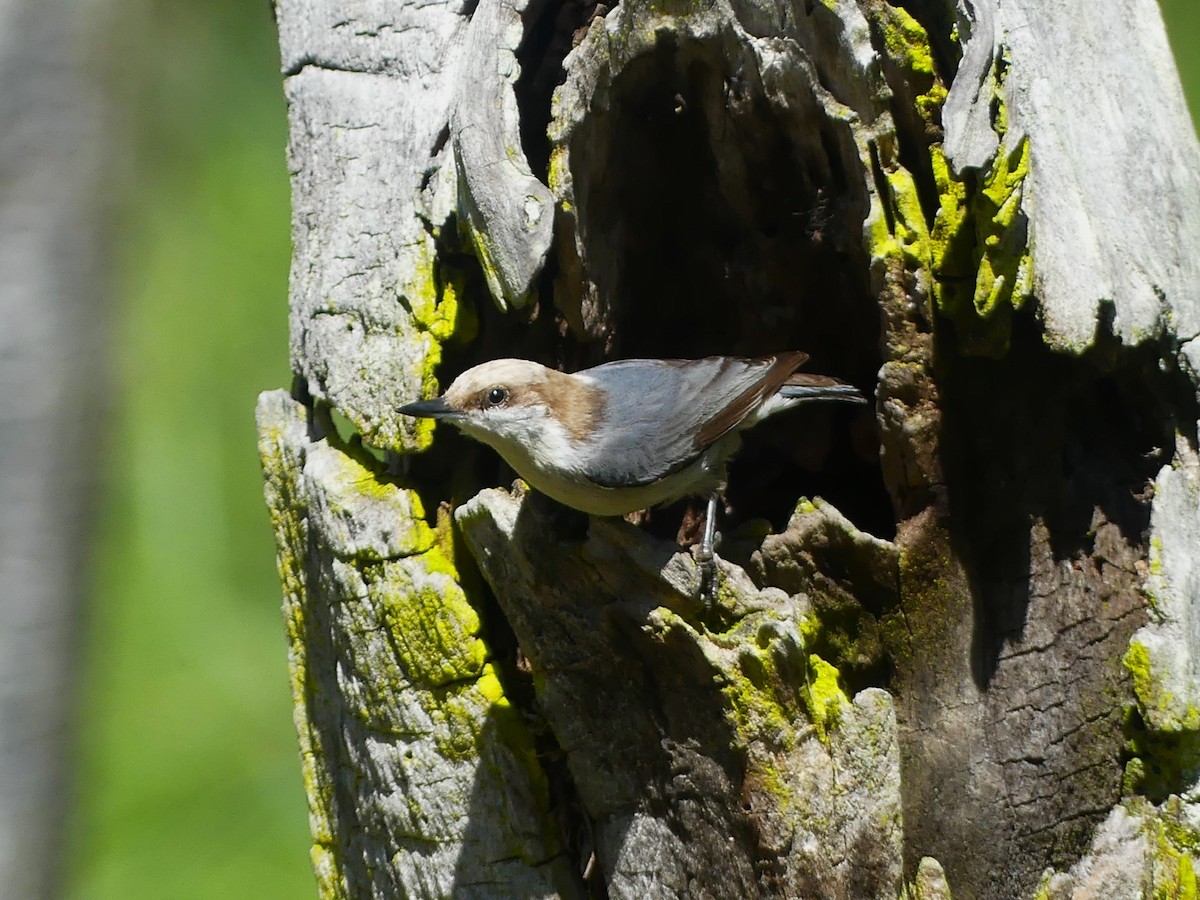 Brown-headed Nuthatch - ML621188850