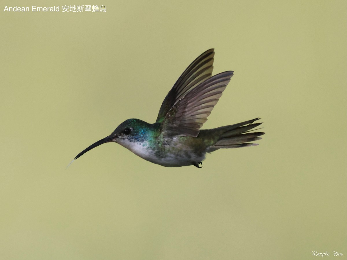 kolibřík andský - ML621188851