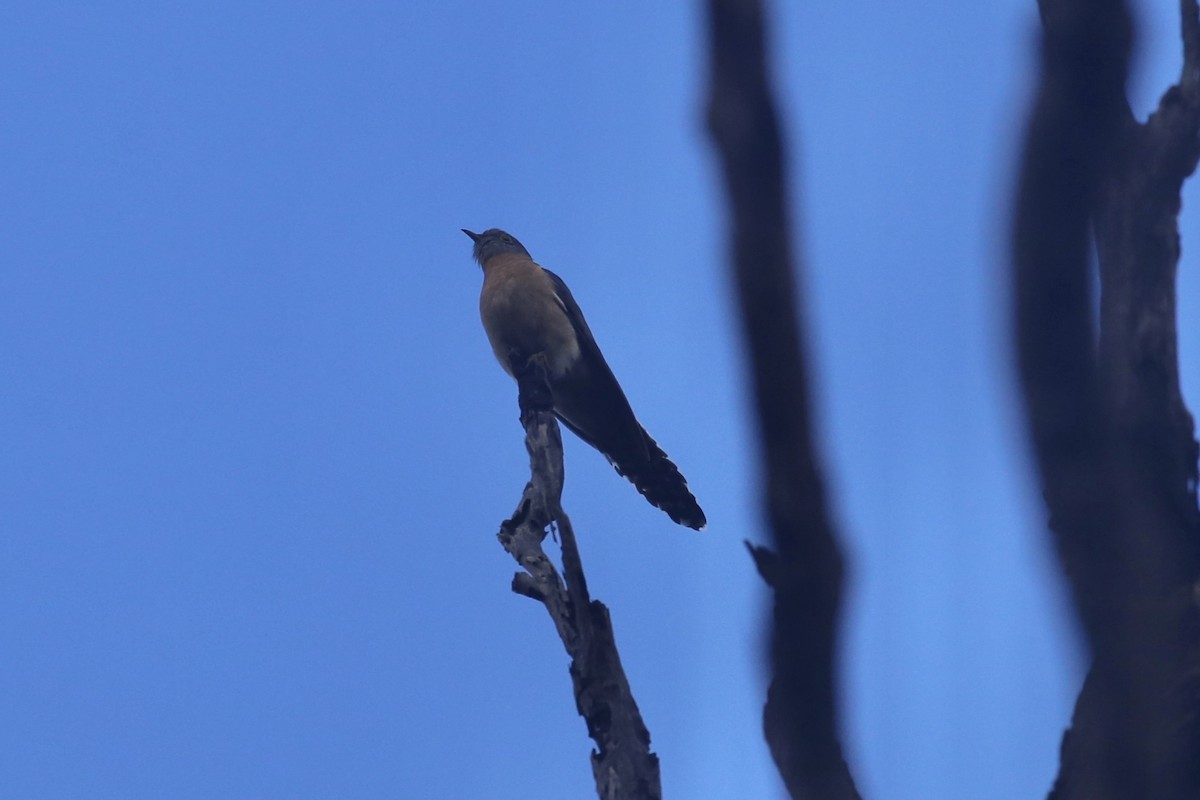 Fan-tailed Cuckoo - ML621188872