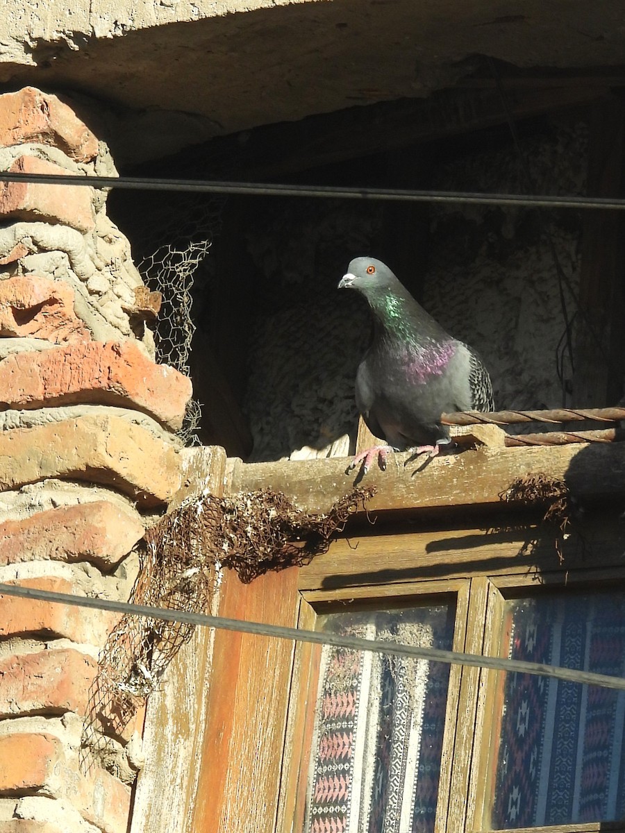 Pigeon biset (forme domestique) - ML621188913