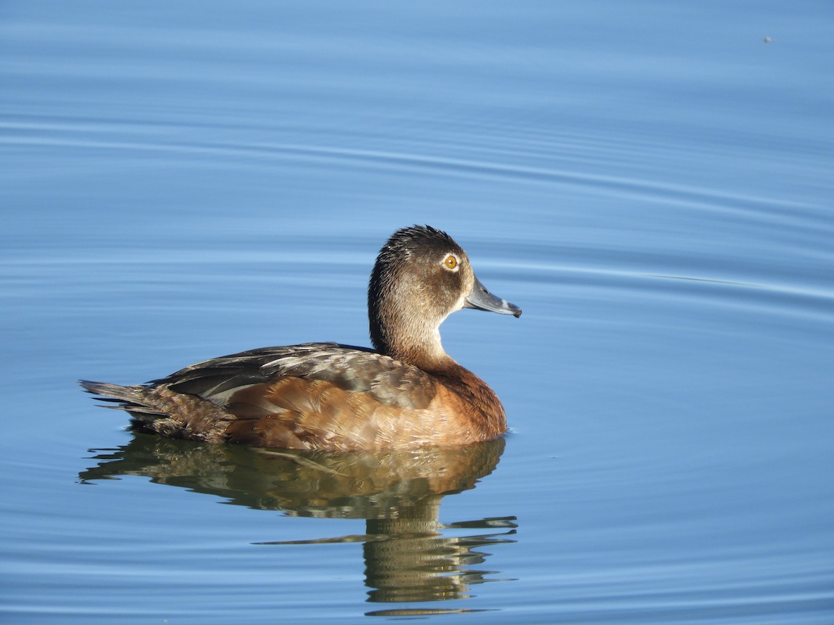Ring-necked Duck - ML621188922