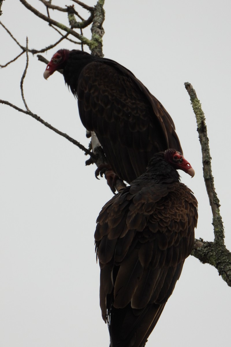 Turkey Vulture - ML621188929