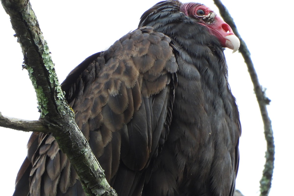 Turkey Vulture - ML621188931