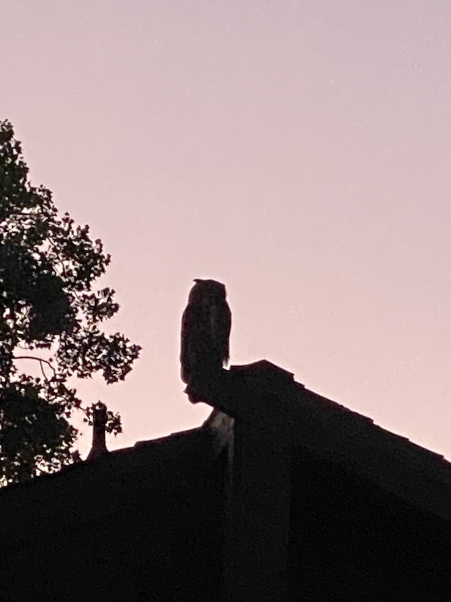 Great Horned Owl - ML621188937