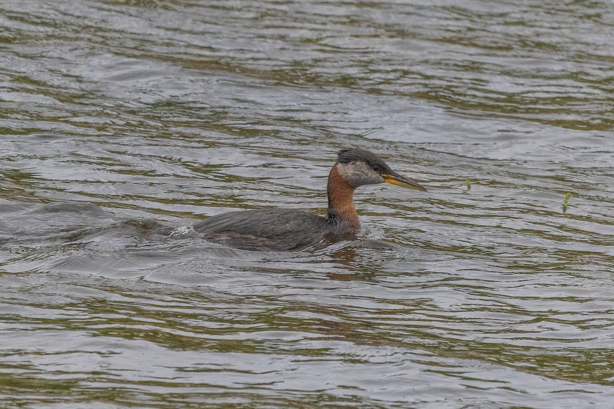 Red-necked Grebe - ML621188939