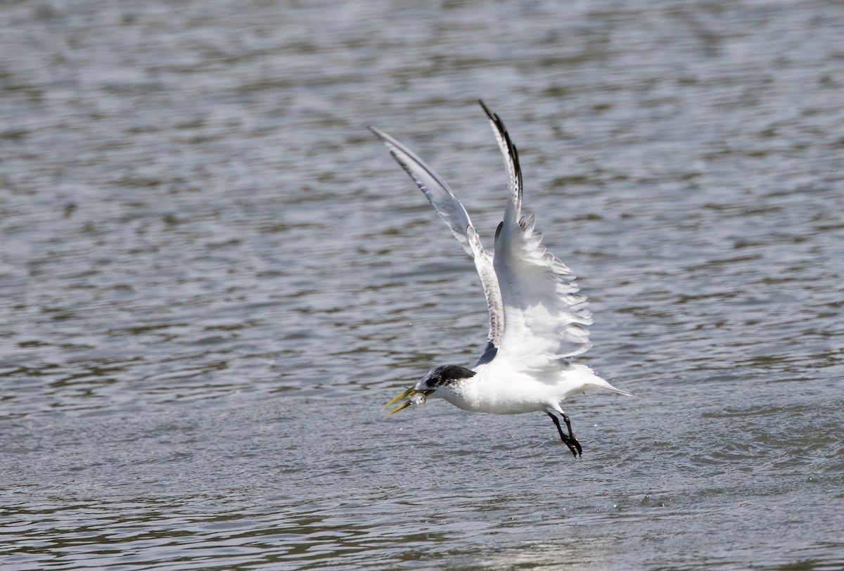 Great Crested Tern - ML621189008