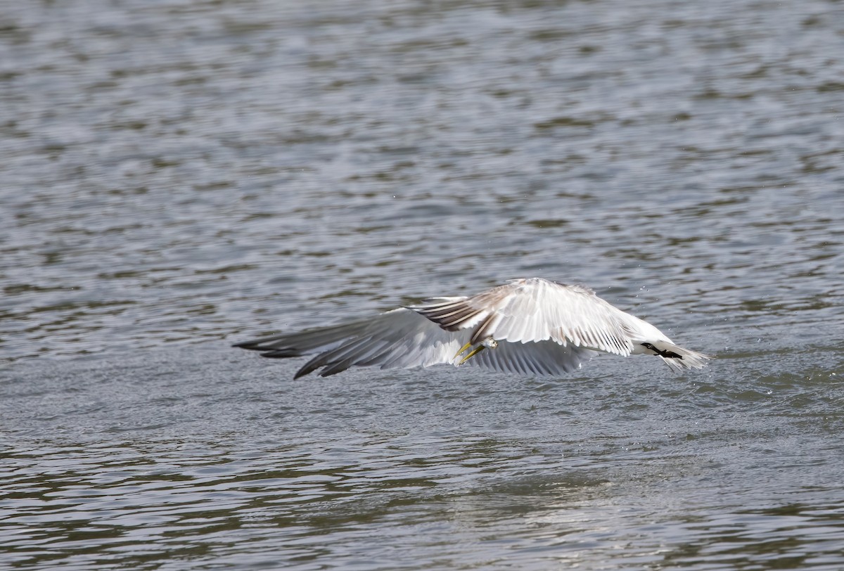 Great Crested Tern - ML621189009