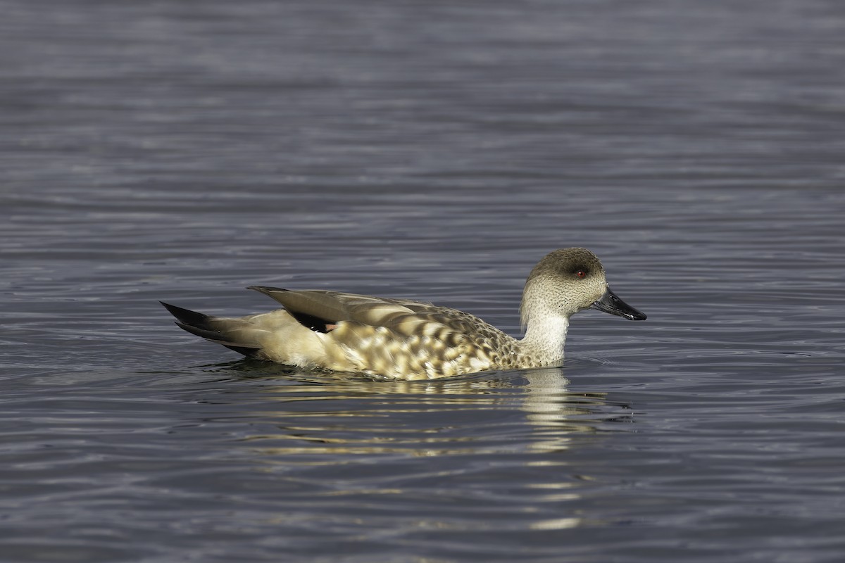 Crested Duck - ML621189010
