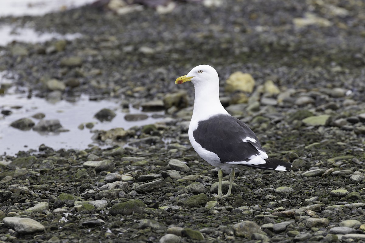Kelp Gull (dominicanus) - ML621189058