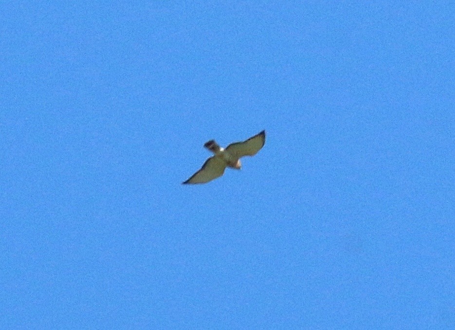 Broad-winged Hawk - ML621189154