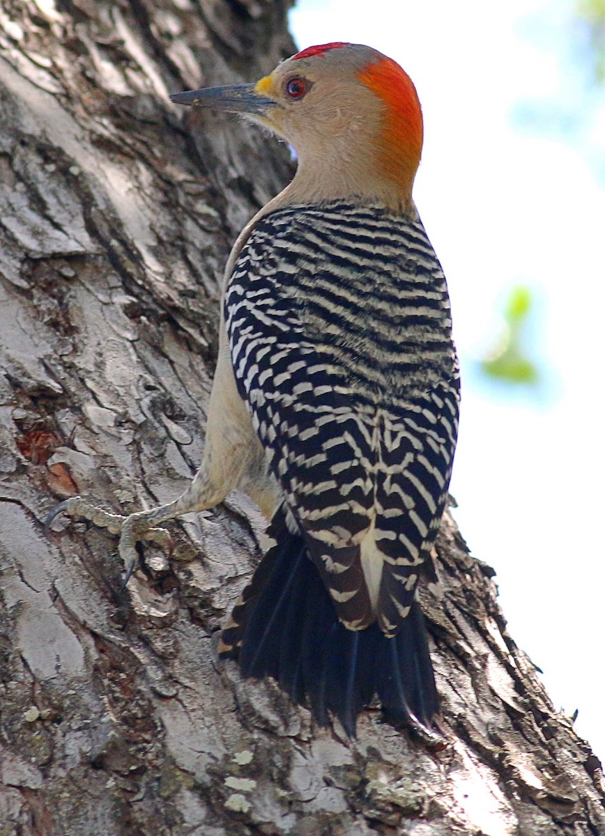 Golden-fronted Woodpecker - ML621189181