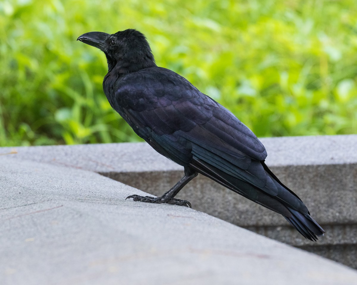 Large-billed Crow - ML621189182