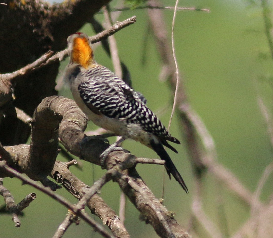 Golden-fronted Woodpecker - ML621189184