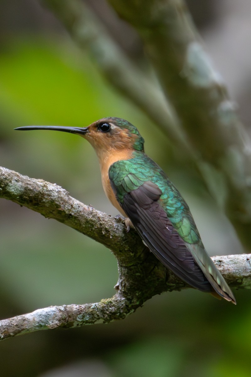 kolibřík pestroocasý - ML621189187