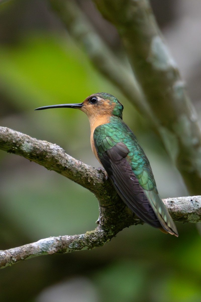 kolibřík pestroocasý - ML621189188