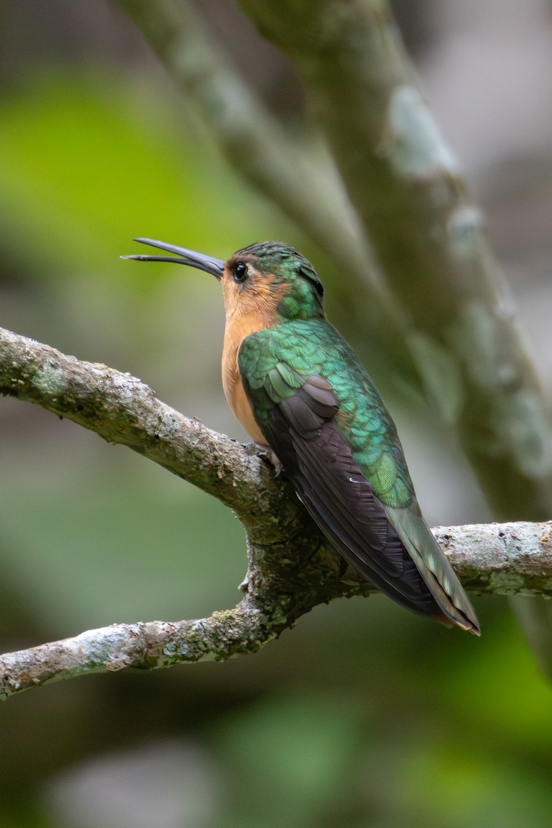 kolibřík pestroocasý - ML621189189