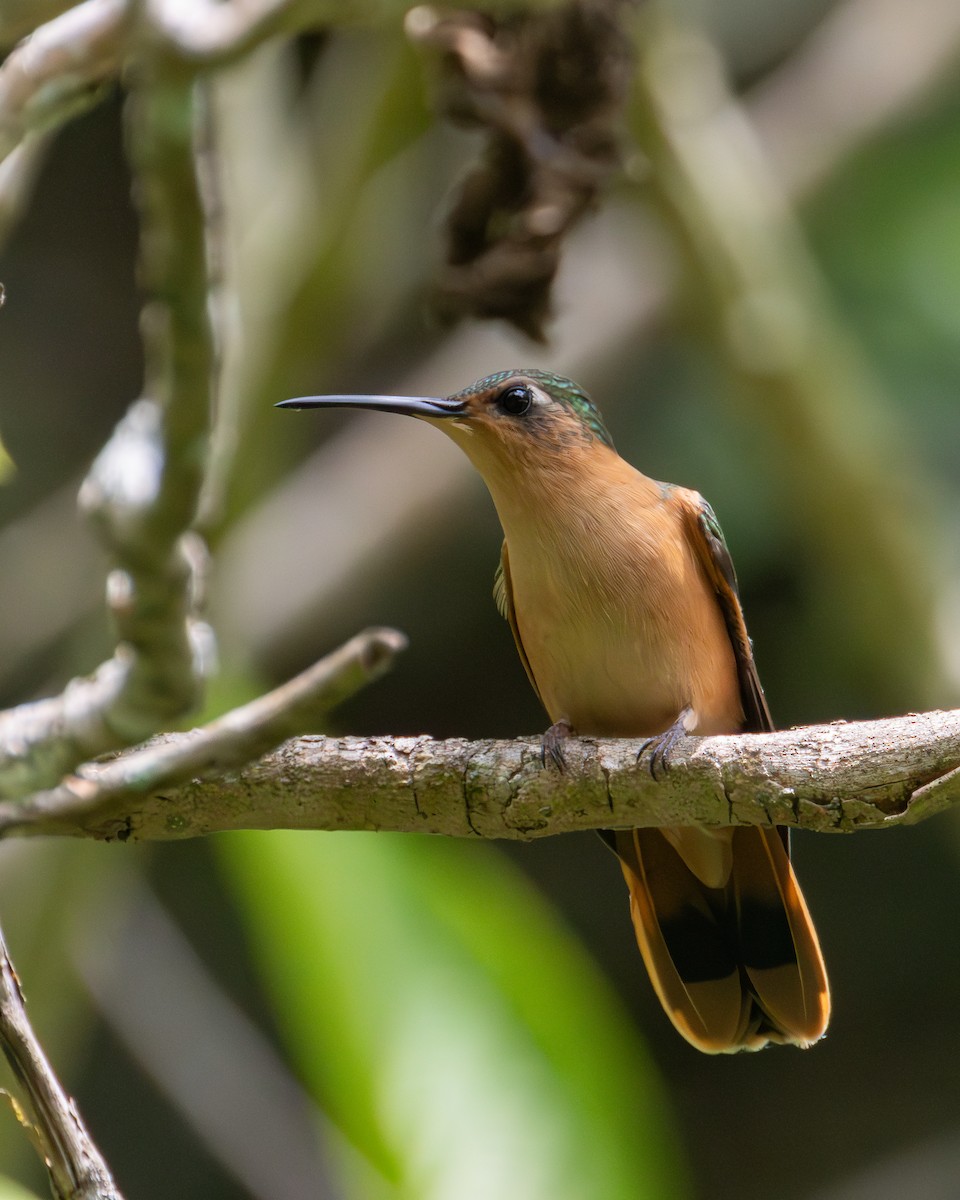 kolibřík pestroocasý - ML621189190