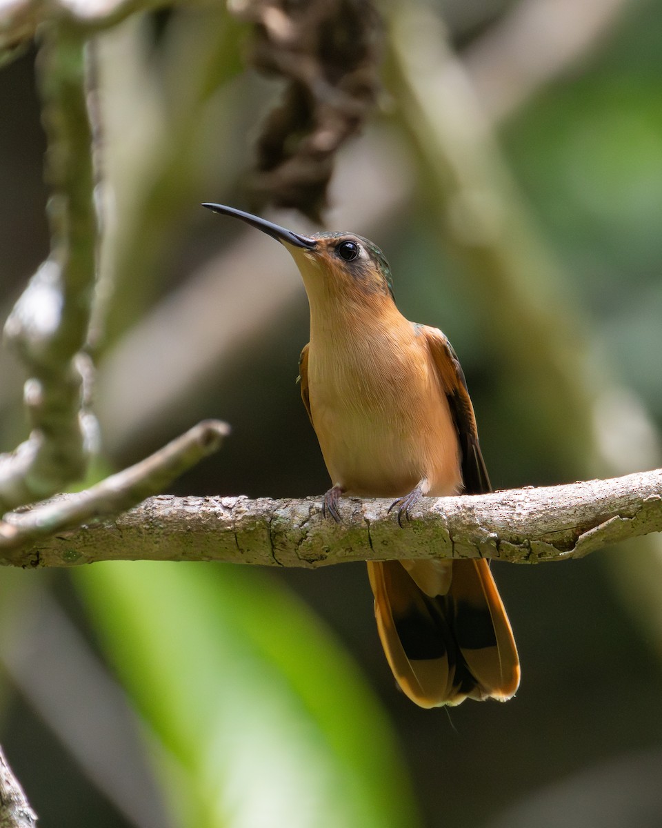 kolibřík pestroocasý - ML621189191