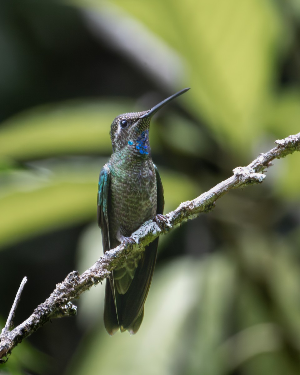 Rivoli's Hummingbird - ML621189225