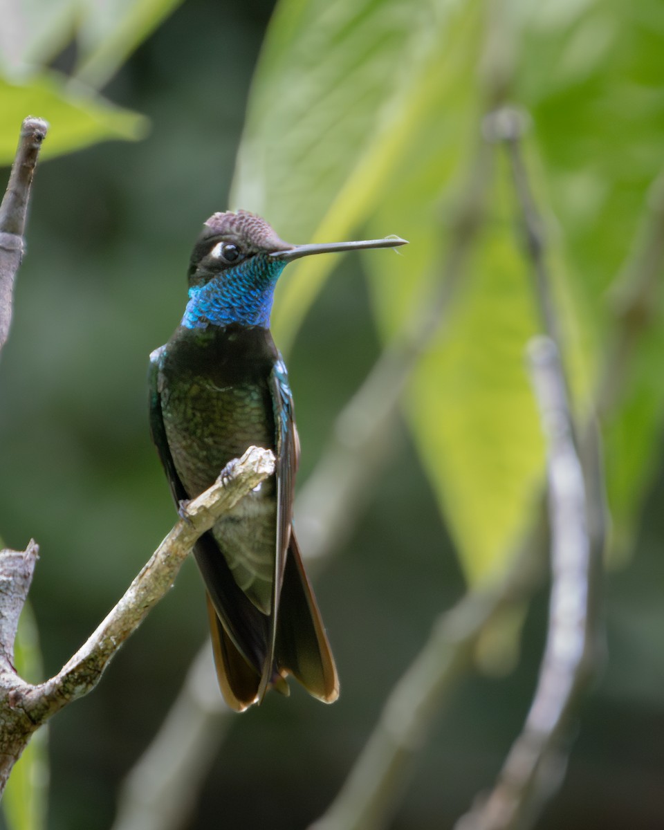 Rivoli's Hummingbird - ML621189226