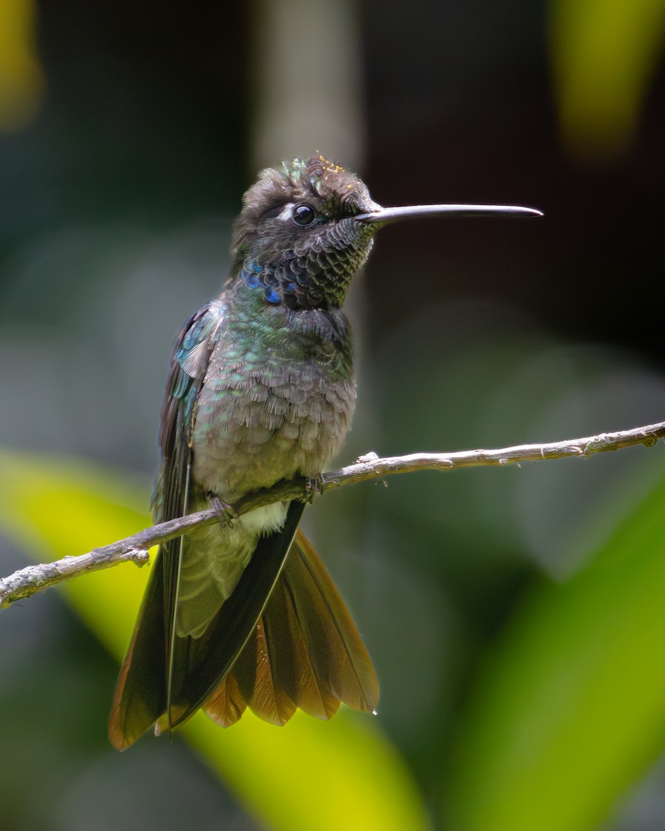 Rivoli's Hummingbird - ML621189227