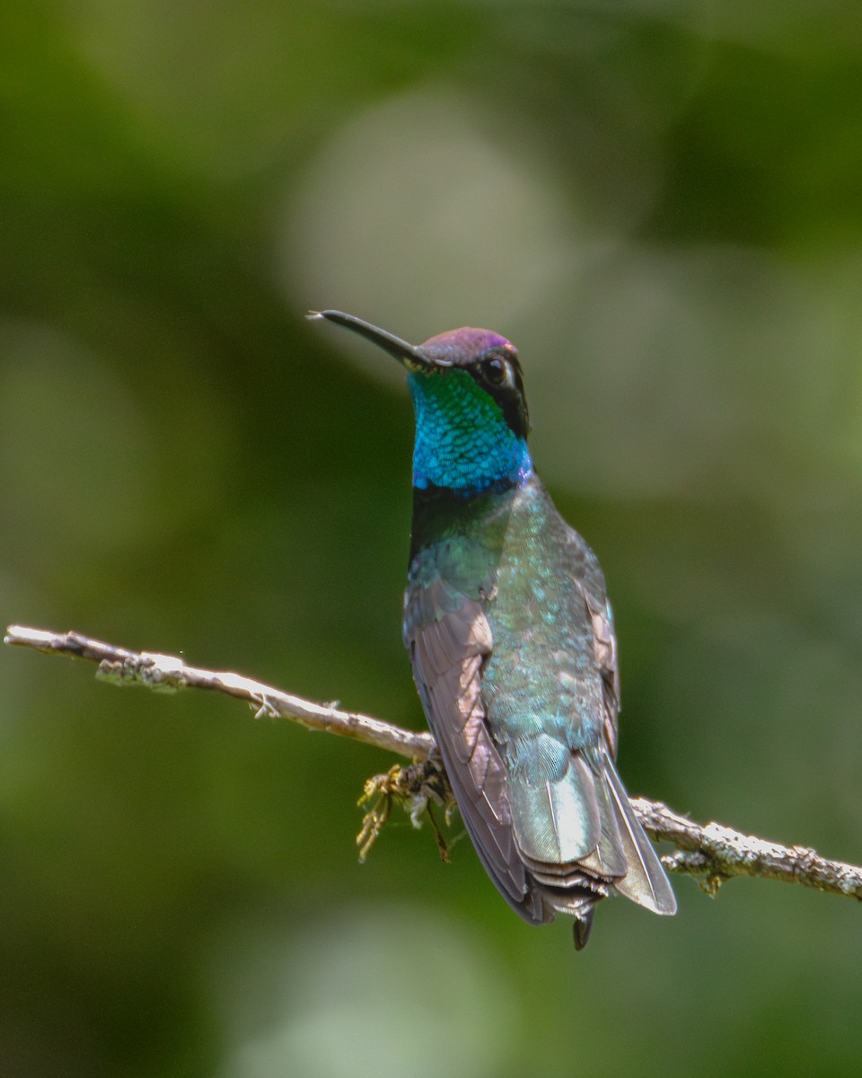 Rivoli's Hummingbird - ML621189228