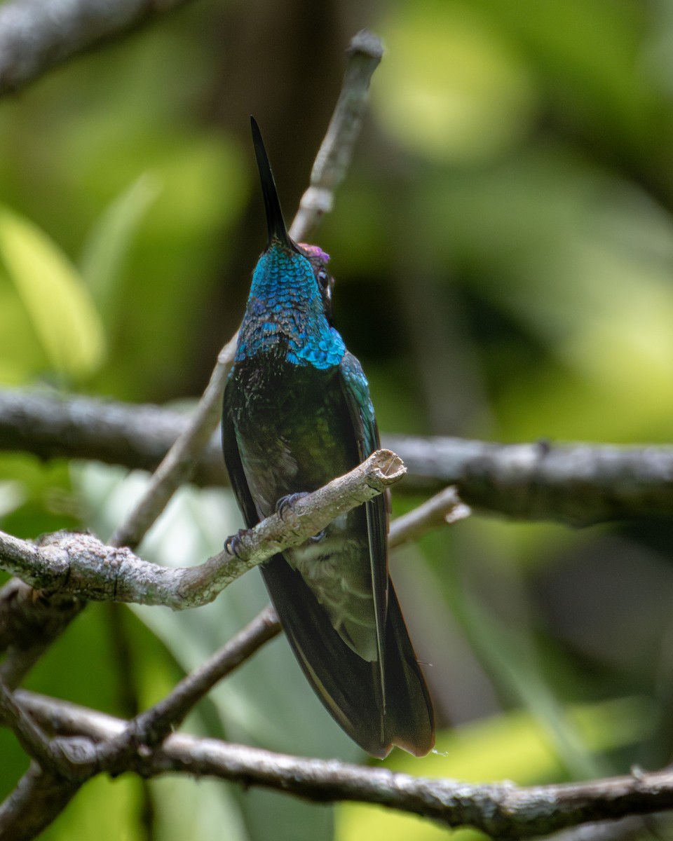 Rivoli's Hummingbird - ML621189229