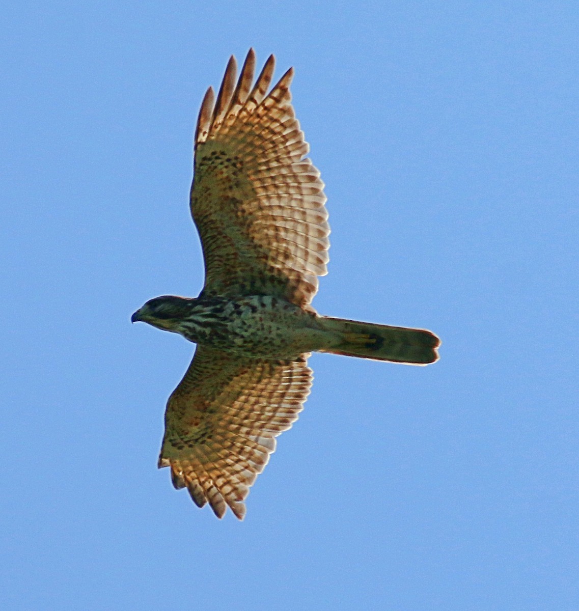 Red-tailed Hawk - ML621189230