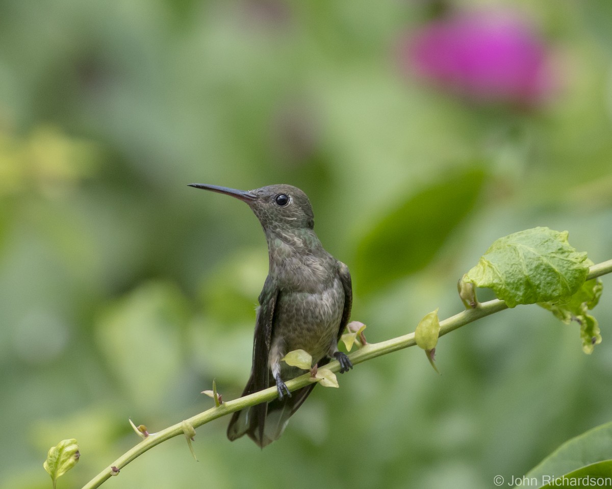 kolibřík skvrnitoprsý - ML621189236